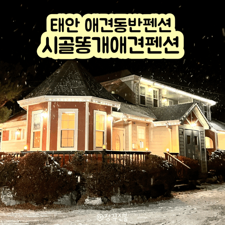 강아지랑 바다여행 태안애견동반펜션 시골똥개애견펜션 도치룸 강아지랑 바다여행 태안애견동반펜션 시골똥개애견펜션 도치룸