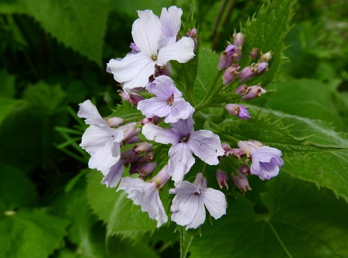 교황의동전 루나리아 ( Lunaria annua )역사와 꽃말
