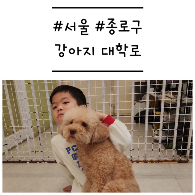 강아지대학로