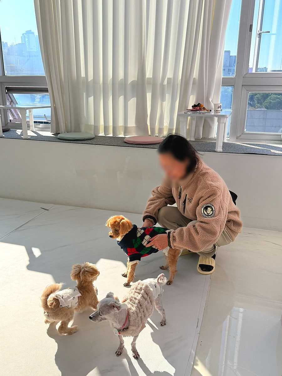 또멍냥 사진 1
