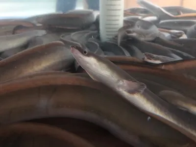 핀다장어직판장 핀다아쿠아포닉스 사진 3