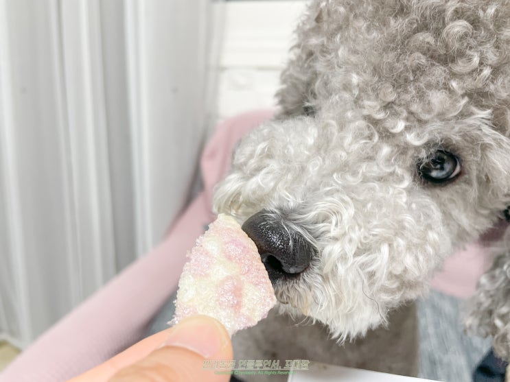 강아지 뻥튀기 강냉이 쌀과자 음식 될까