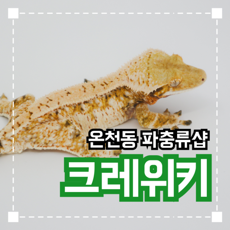  부산 동래구 온천동 파충류샵 '크레위키'