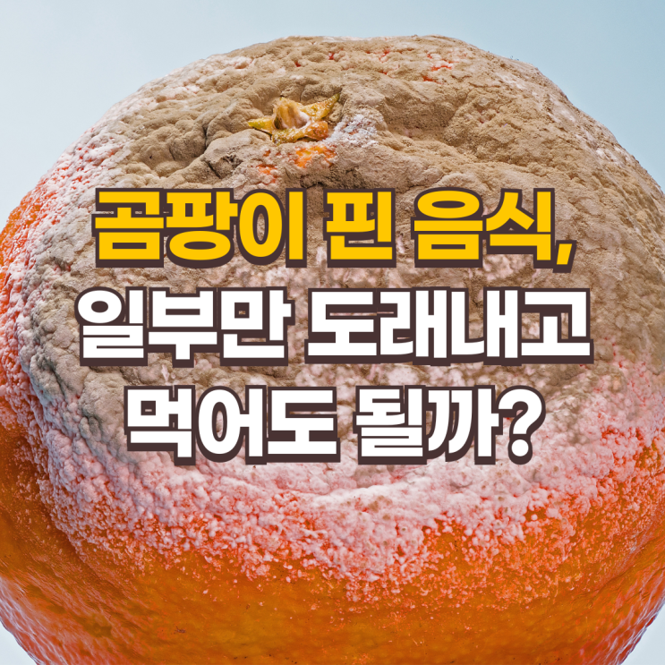  곰팡이 핀 음식, 일부만 도래내고 먹어도 될까? 전문가가 알려주는 안전 가이드