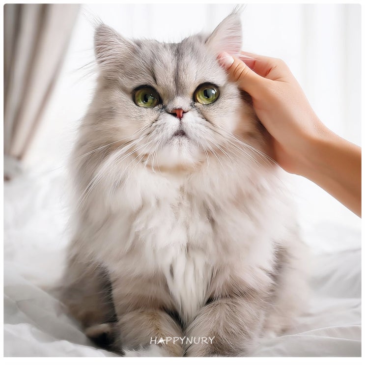 고양이 종류 페르시안 고양이 친칠라 묘종 특징