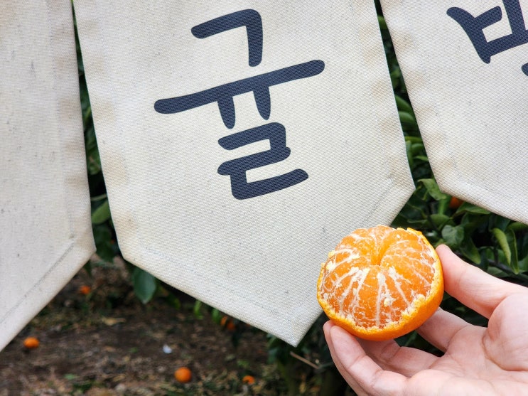  제주감귤체험 카페처럼 예쁜 과일가게 애월체험농장 제이샘