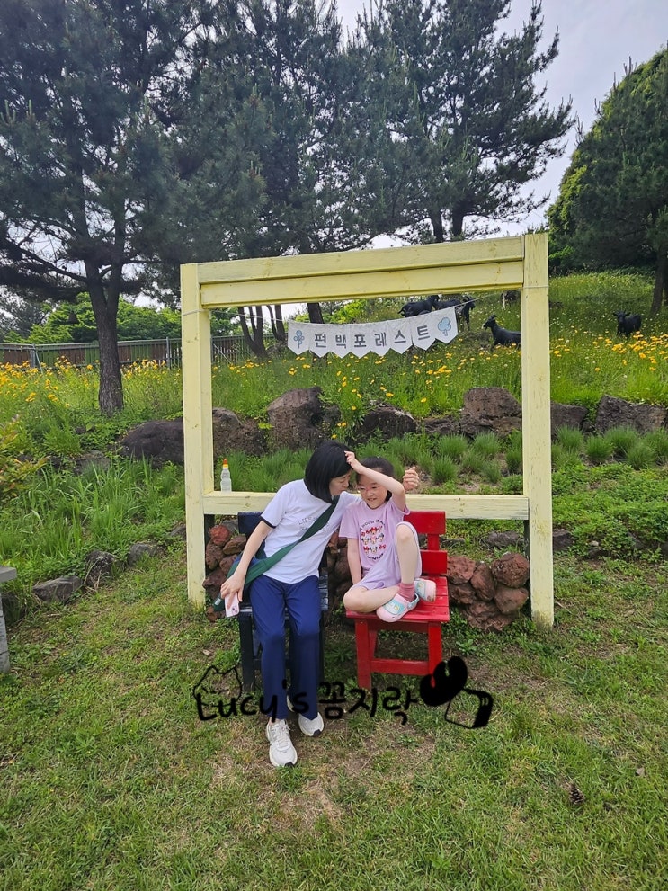  제주도 이색체험 편백포레스트 • 이호테우해수욕장