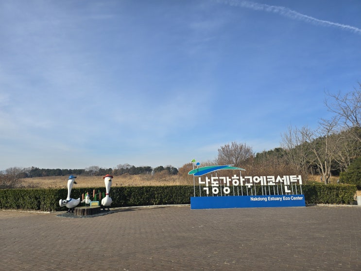  겨울철조류동시센서스 - 25년 1월 (조류조사기록)