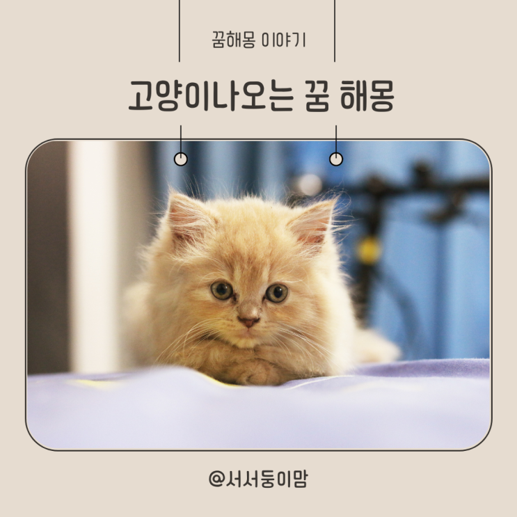  고양이 여러마리 꿈 고양이나오는꿈 해몽 고양이가 집에 들어오는 꿈 고양이꿈 태몽일까