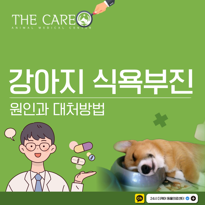  강아지 식욕부진 밥을 안 먹어요 원인 대처 방법