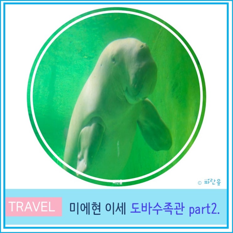  오사카 근교 소도시 미에현 이세 여행 핫플 추천 아쿠아리움 도바 수족관 Part2