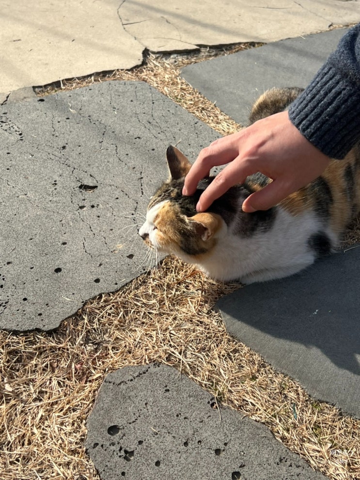  부산 사상 고양이 카페 힐링되는 대형카페 우디브룩