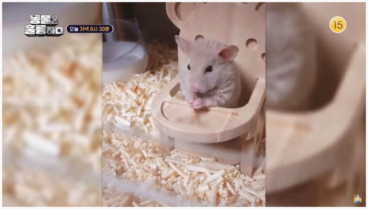  동물은훌륭하다 9회 네쌍둥이 고양이 애니벤저스 골든 햄스터 칠레 다람쥐 반려견 루카 일본 여행 반려견 유치원 CCTV 동물학대 반려동물 전문 프로그램 은지원 데프콘 KBS2