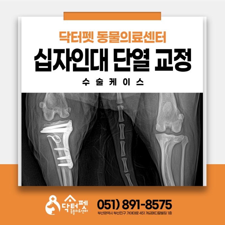  강아지 십자인대 단열 교정수술 CTWO 부산 정형외과 동물병원 닥터펫동물의료센터
