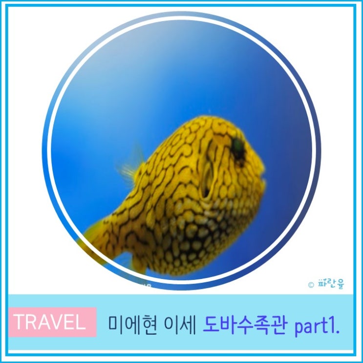  오사카 근교 소도시 미에현 이세 여행 아이와 가볼 만한 곳 도바 수족관 Part1