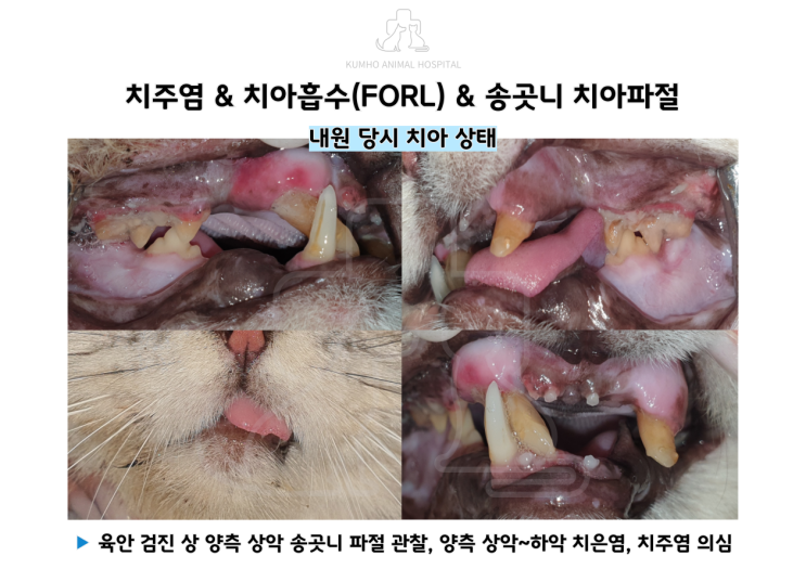  광주 고양이 치과 - 고양이의 치아파절 & 치아흡수 & 치주염 Case [광주 치과 동물병원, 송곳니 치아파절, 고양이 치아파절, 고양이 치아흡수, 고양이 발치, 고양이 치주염]