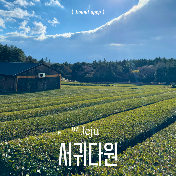  제주 서귀다원 서귀포 비오는날 갈만한곳 녹차밭 주차