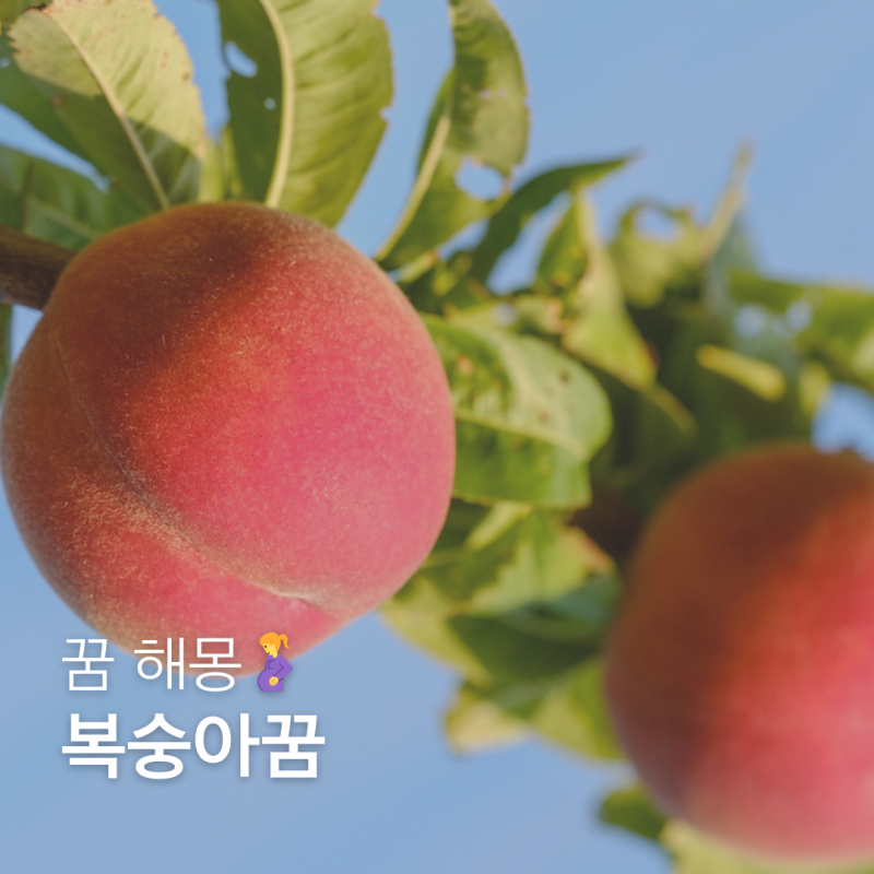 복숭아 태몽 성별 어떤 상황 의미 꿈 풀이일까?