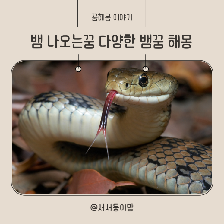  뱀 나오는꿈 해몽 상황별 뱀꿈 작은뱀 큰뱀 나오는꿈 뱀꿈 태몽일까