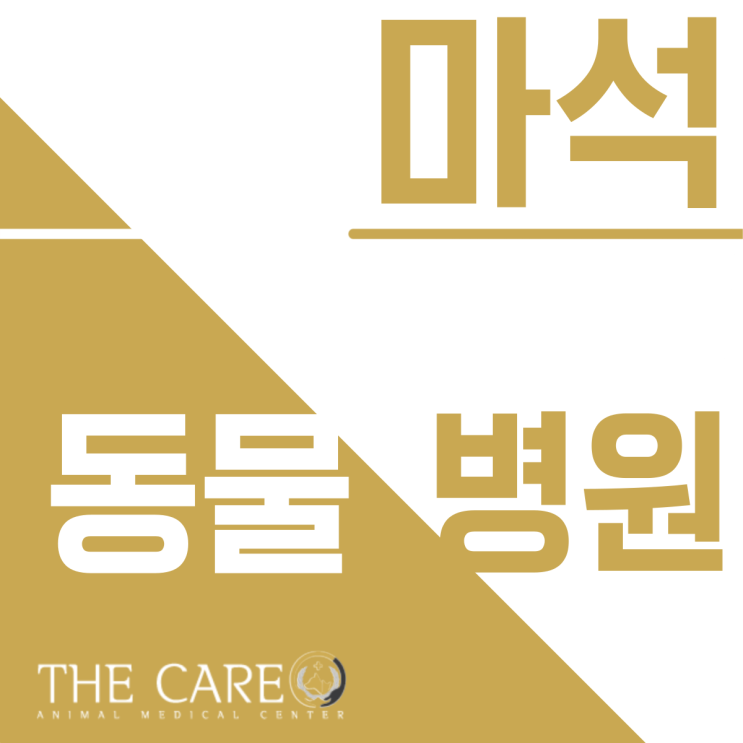  마석동물병원 강아지 식욕부진 해결방법