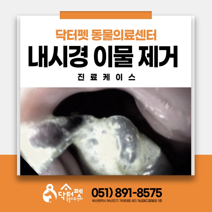  강아지 위내시경 이물 섭취 부산 닥터펫동물의료센터 위내 이물 내시경 동물병원