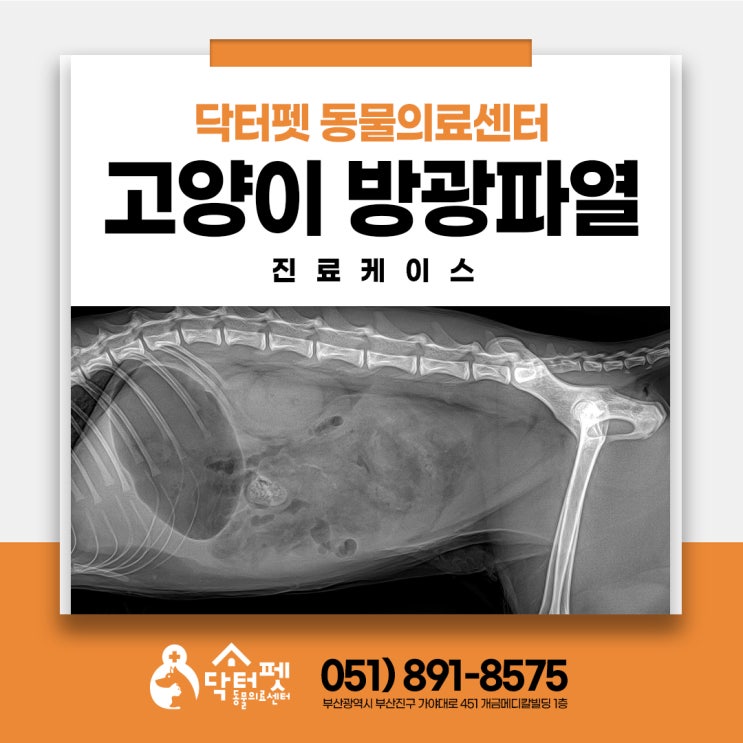  1살 고양이 방광파열 요복(Uroabdomen) 복수 부산 고양이 응급수술 동물병원 닥터펫
