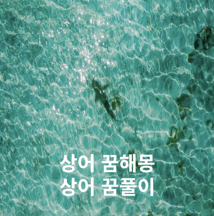 상어나오는꿈 상어꿈 상어보는꿈 상어잡는꿈해몽 꿈풀이