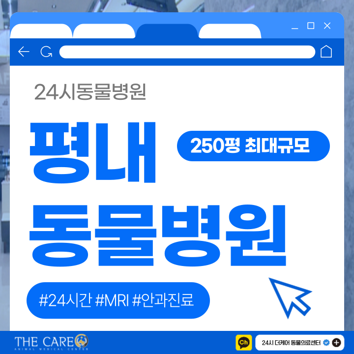  평내동물병원 강아지 귀염증 원인 대처법