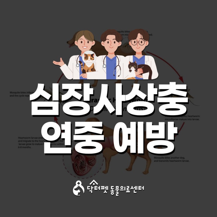  강아지 심장사상충 예방 [부산 닥터펫동물의료센터] - 강아지 심장사상충, 강아지 심장사상충약, 강아지 심장사상충 증상