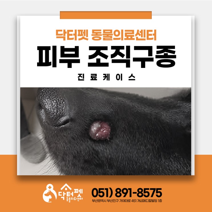  강아지 피부 조직구종 [부산 닥터펫동물의료센터] - 강아지 피부 혹, 강아지 다리에 혹, 강아지 빨간 혹, 강아지 피부종양
