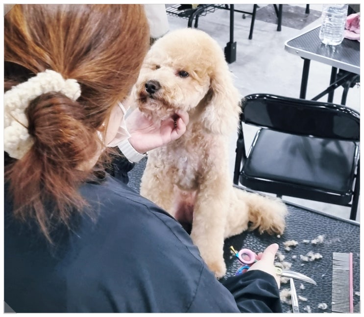  강아지미용학원 비용 교육기간 제대로 비교했나요?