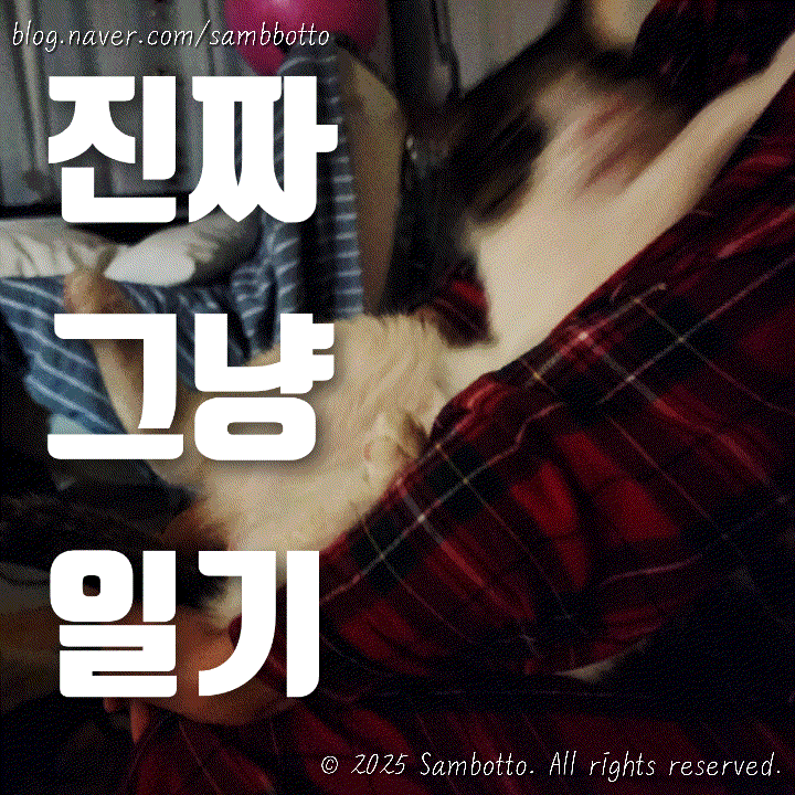  진짜 그냥 일기 | 왜 꼭 가만히있다가 카메라만들면 저러는지 모르겠는 고양이, 혼밥방지위원회, 에버크린 벤토나이트 모래
