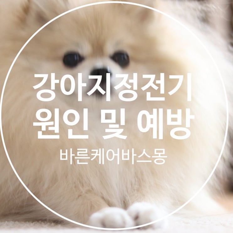  겨울철 강아지 정전기 원인 및 예방법!