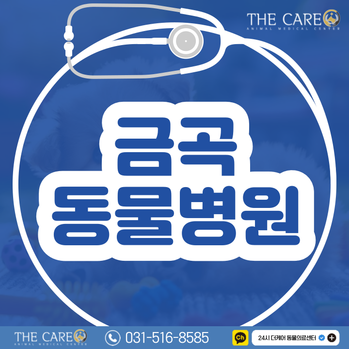  금곡동물병원 강아지 결막염 이유와 대처방법