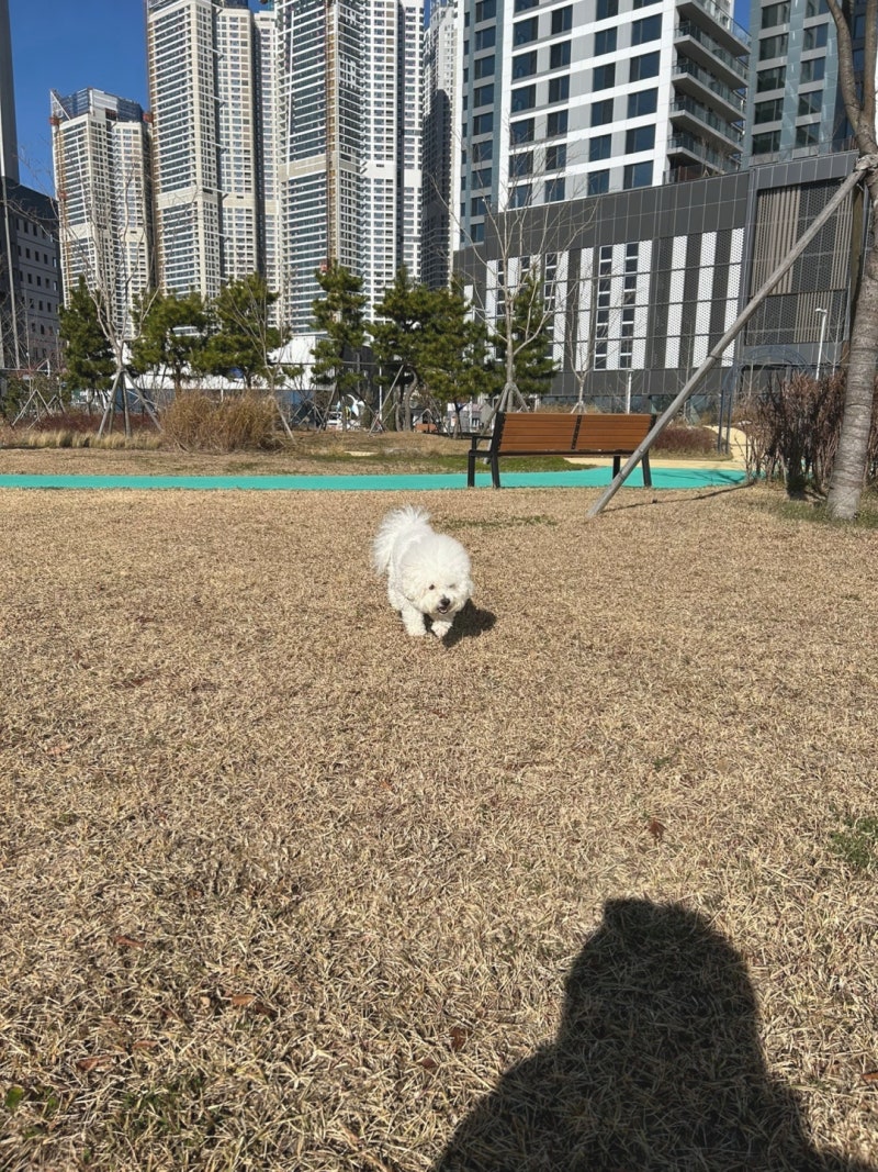 강아지진통소염제 부작용과 활액영양제로 대체한 후기!