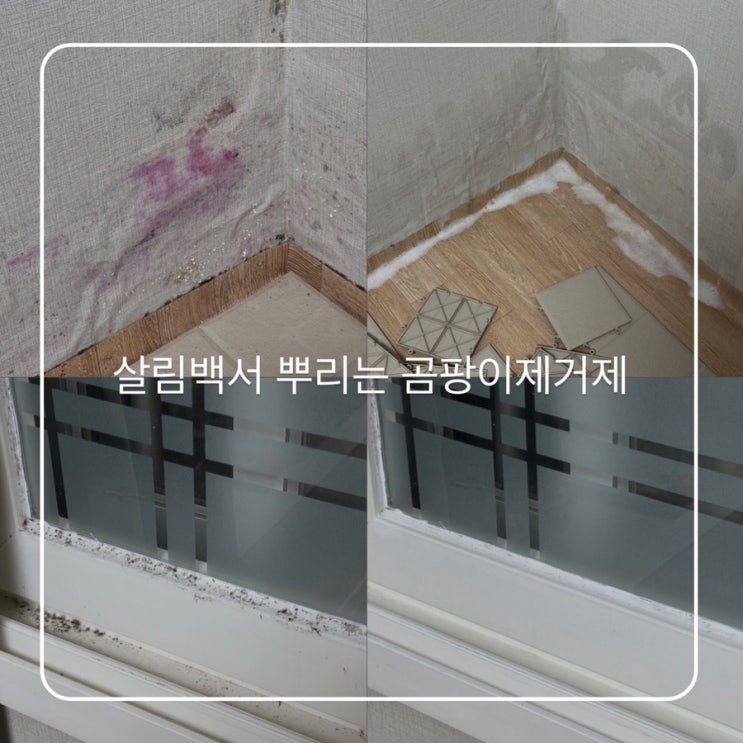  방 벽지 곰팡이제거 추천 살림백서 뿌리는 곰팡이제거제 찐후기