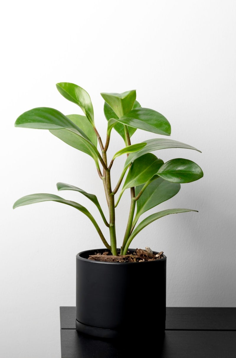 이달의 식물]후추와 닮은 잎을 가진 식물 