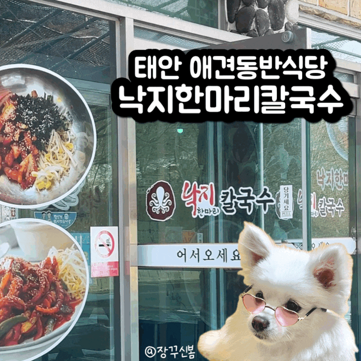 안면도 태안 애견동반식당 강아지방이 따로 있는 낙지한마리칼국수 안면도 태안 애견동반식당 강아지방이 따로 있는 낙지한마리칼국수