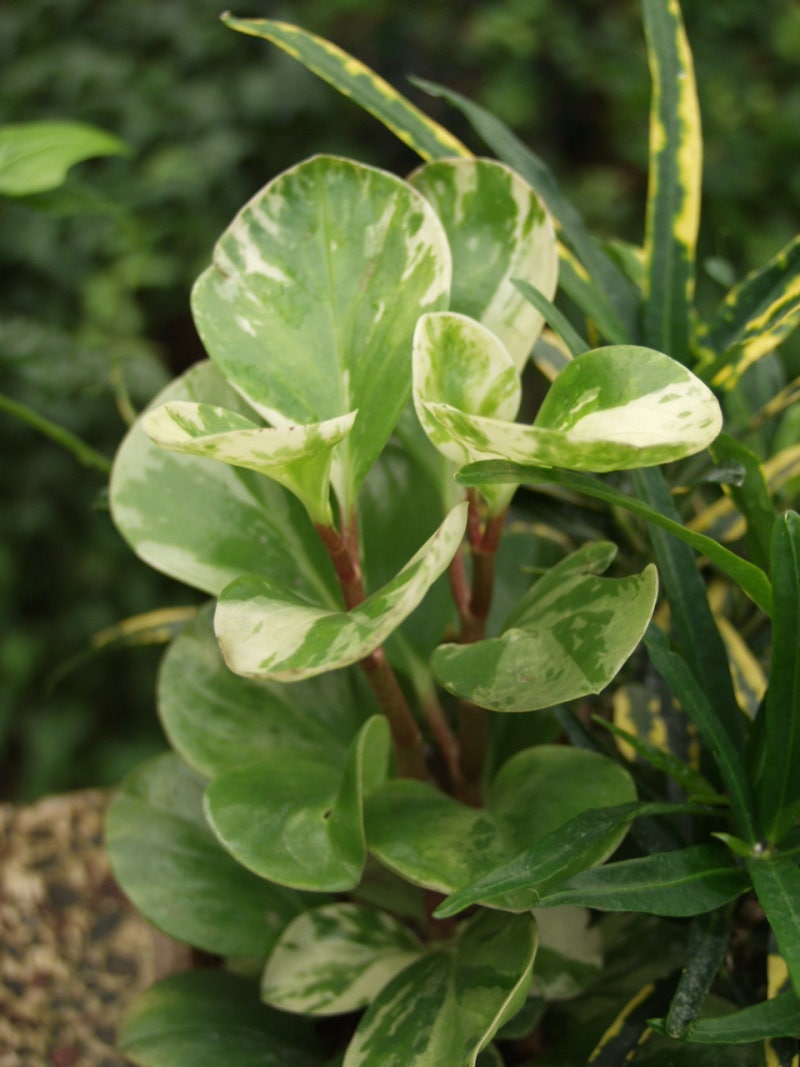 이달의 식물]후추와 닮은 잎을 가진 식물 