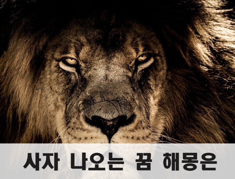 사자 나오는 꿈 상징성이 강해요, 해몽들에 대해서 알려 드려요