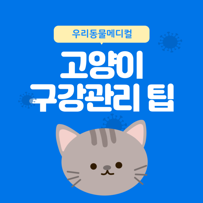 고양이 구강관리 치석 제거 예방 팁