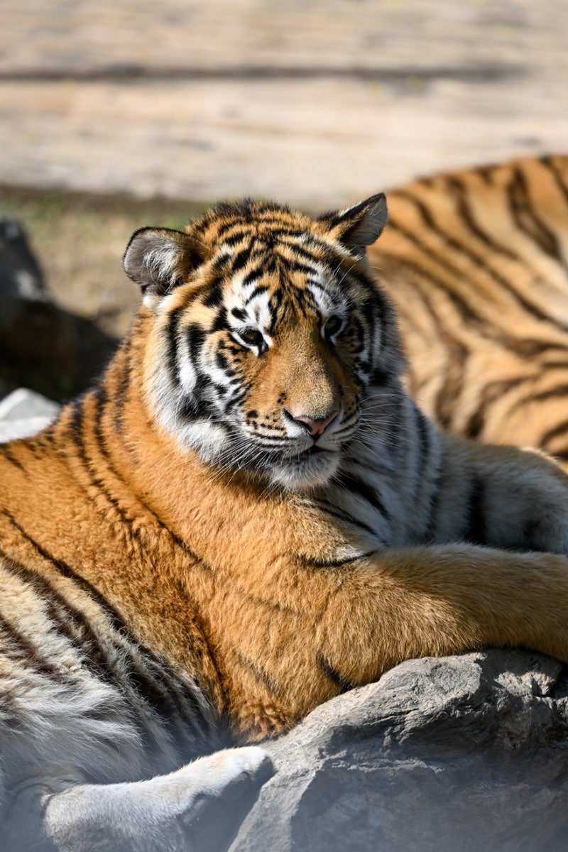 호랑이 동물 벡터, 호랑이, 동물, 호랑이 동물 PNG, 일러스트 및 벡터 에 대한 무료 다운로드 - Pngtree, image size:800x1200