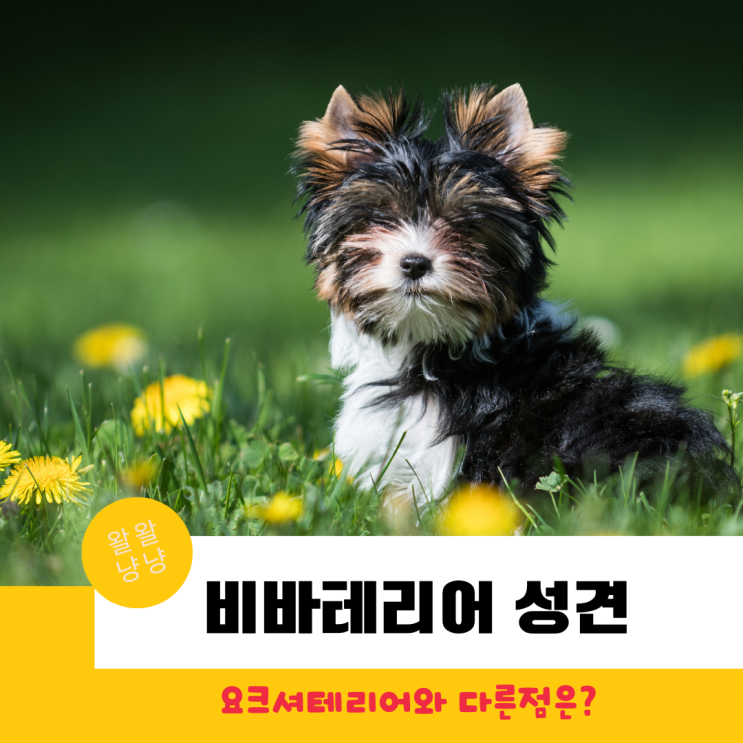  비바테리어 성견 몸무게, 털빠짐(요크셔테리어와 다른점)