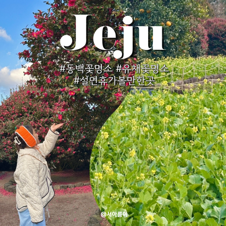  설연휴 2월 제주 가볼만한곳 제주도 동백꽃 명소 휴애리 동백축제 남쪽 유채꽃 시기