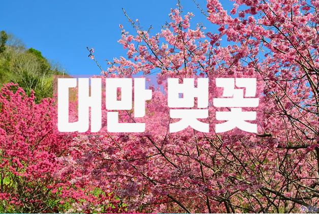  대만 벚꽃 여행: 봄의 시작을 만끽하자!