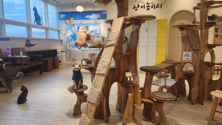  냥이놀이터 일산 고양이카페에서 힐링