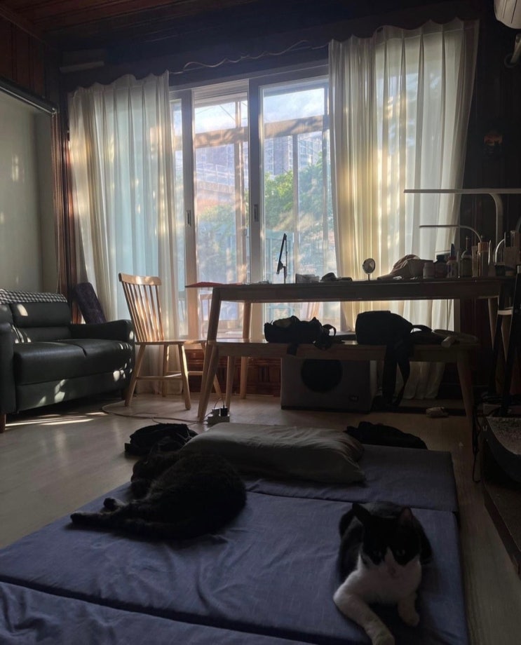  성관위 일코용 폰배경화면