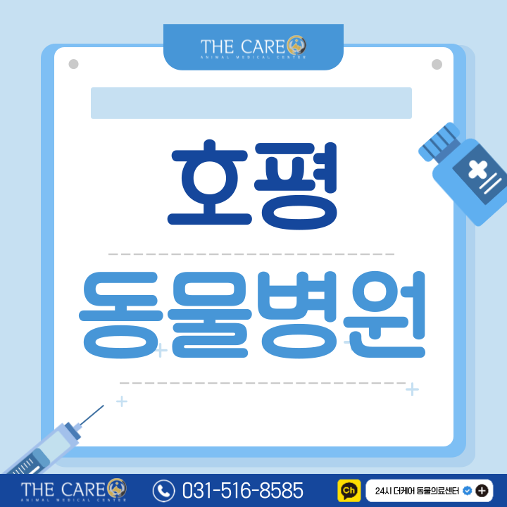  호평동물병원 강아지 백내장 원인 대처법
