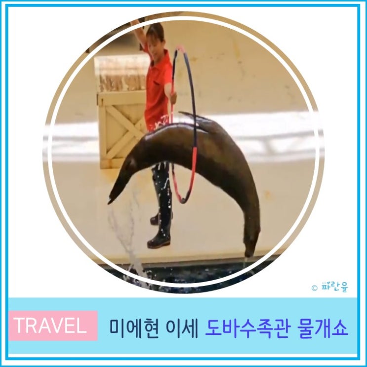  오사카 근교 소도시 미에현 이세 여행 가볼 만한 곳 도바 수족관 물개 쇼 후기