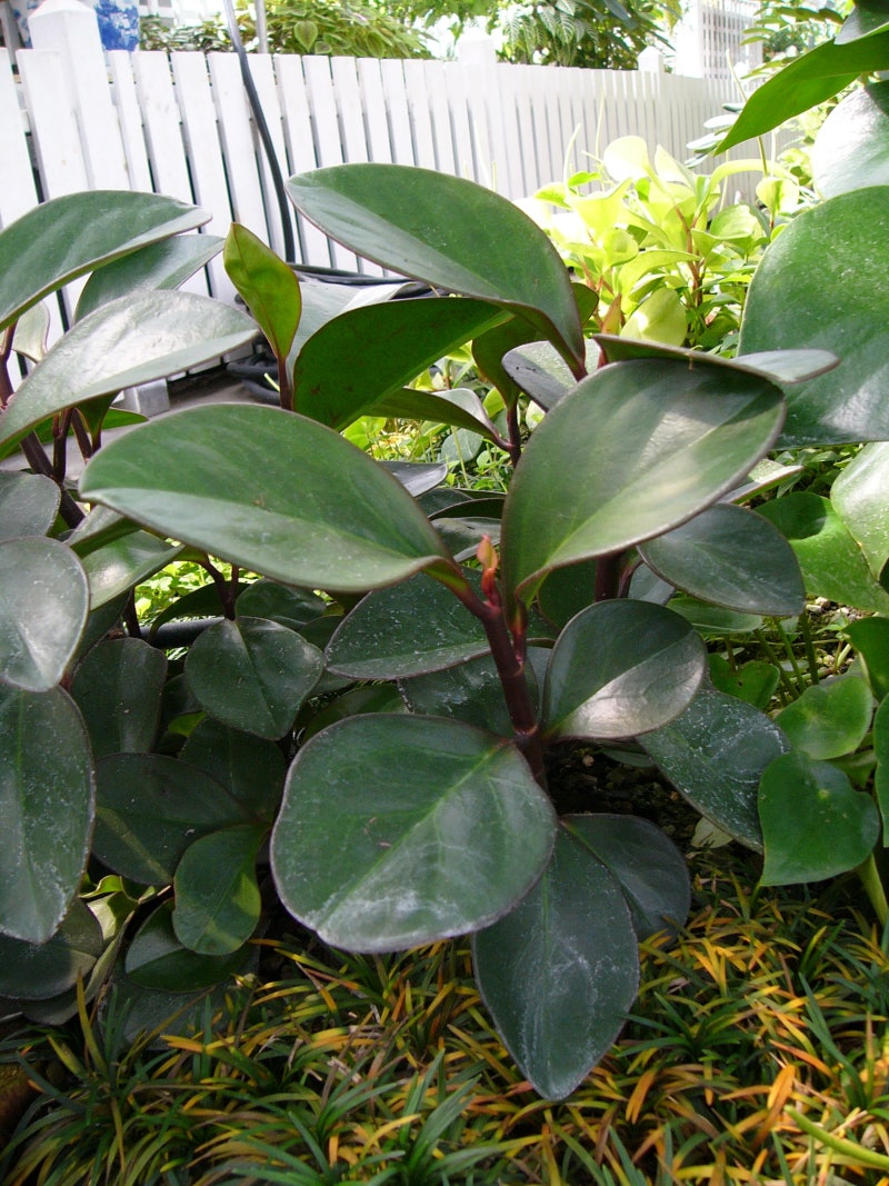 이달의 식물]후추와 닮은 잎을 가진 식물 